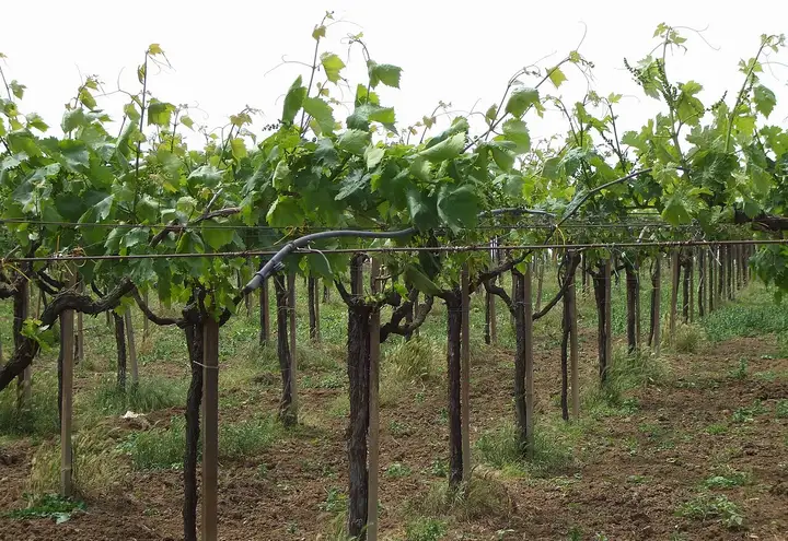In cantina a Frascati